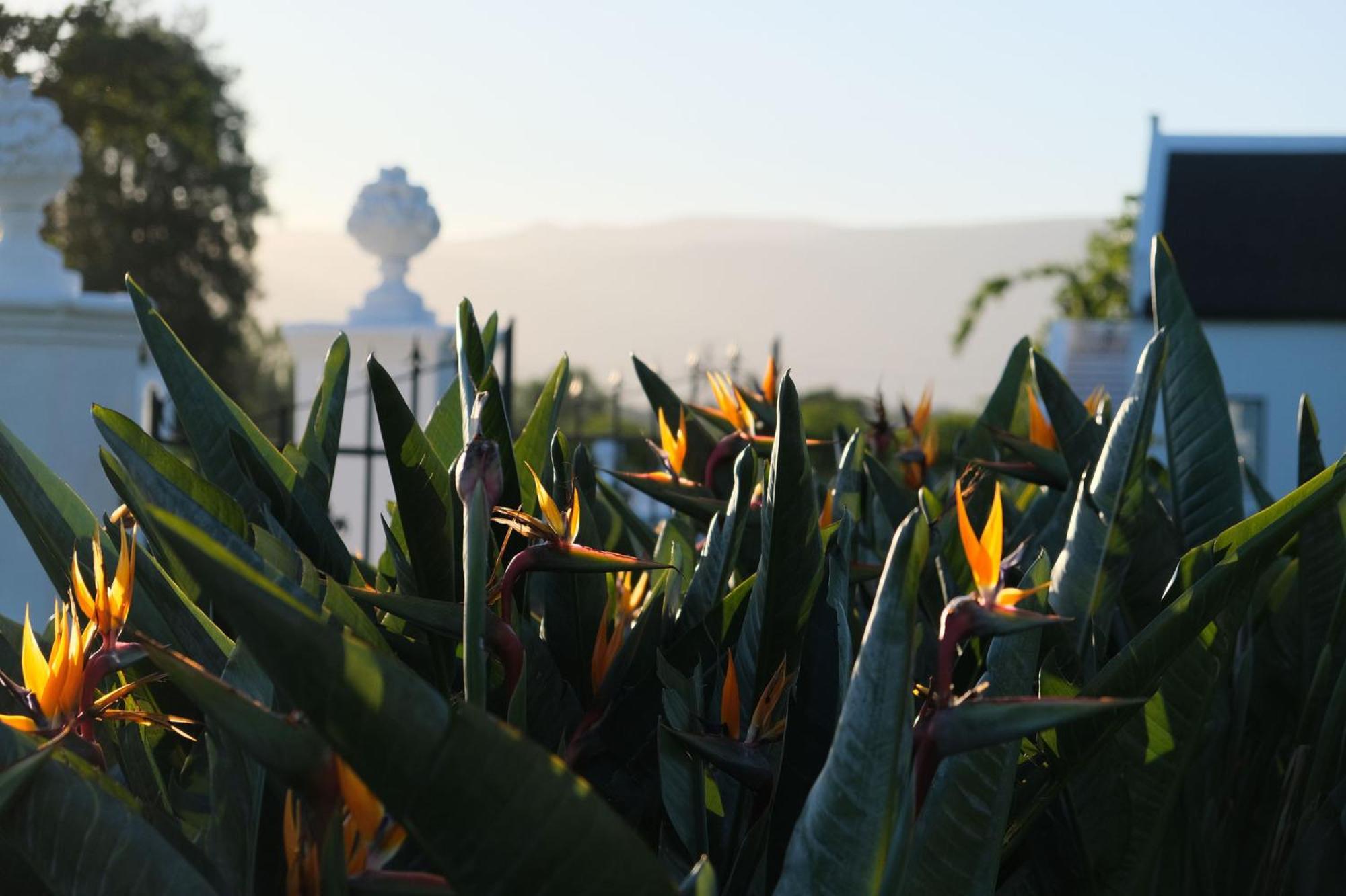 Adara Palmiet Valley Luxurious Boutique Farm Hotel Paarl Kültér fotó